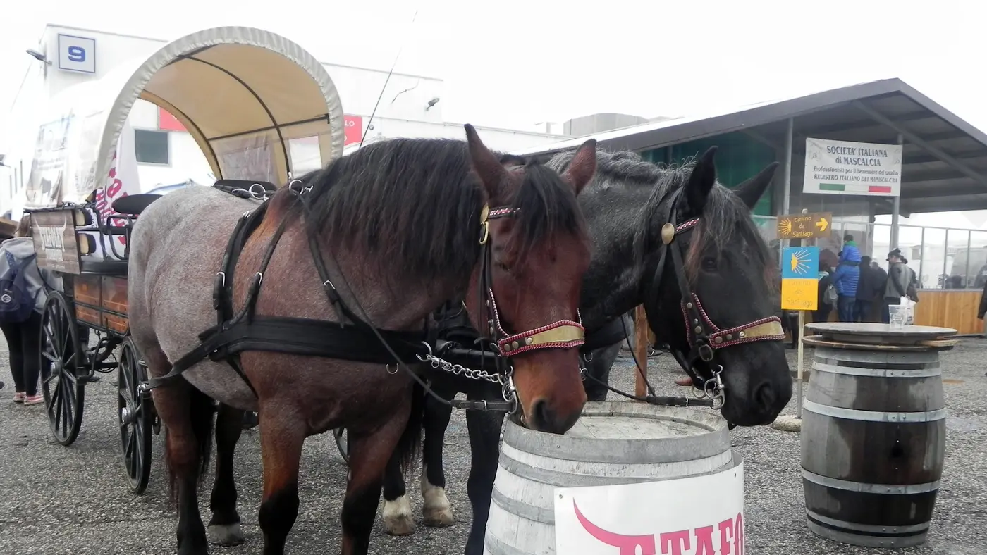 Fieracavalli Verona in Verona, Italy