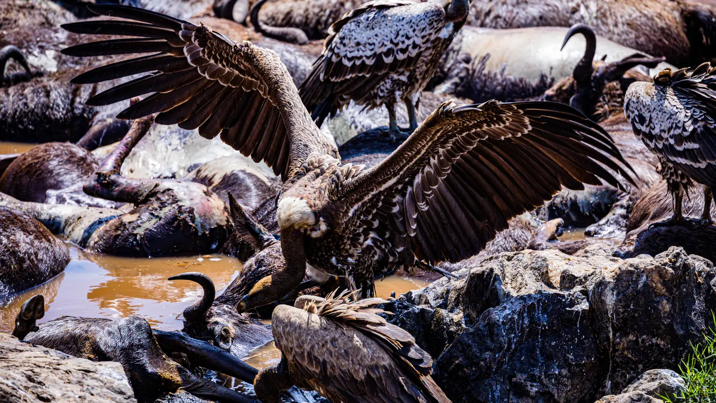 Great Migration (Maasai Mara) in Maasai Mara, Kenya
