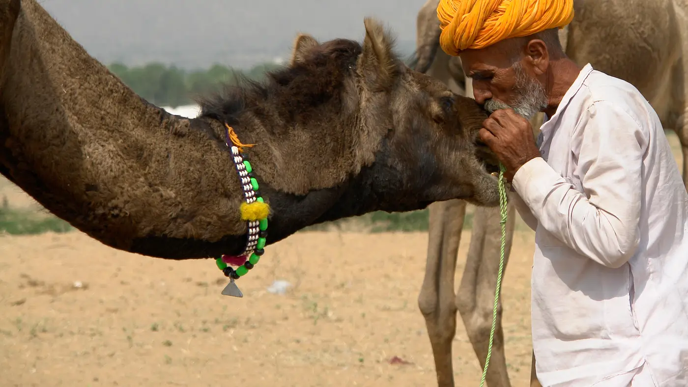 Pushkar Camel Fair in Pushkar, India