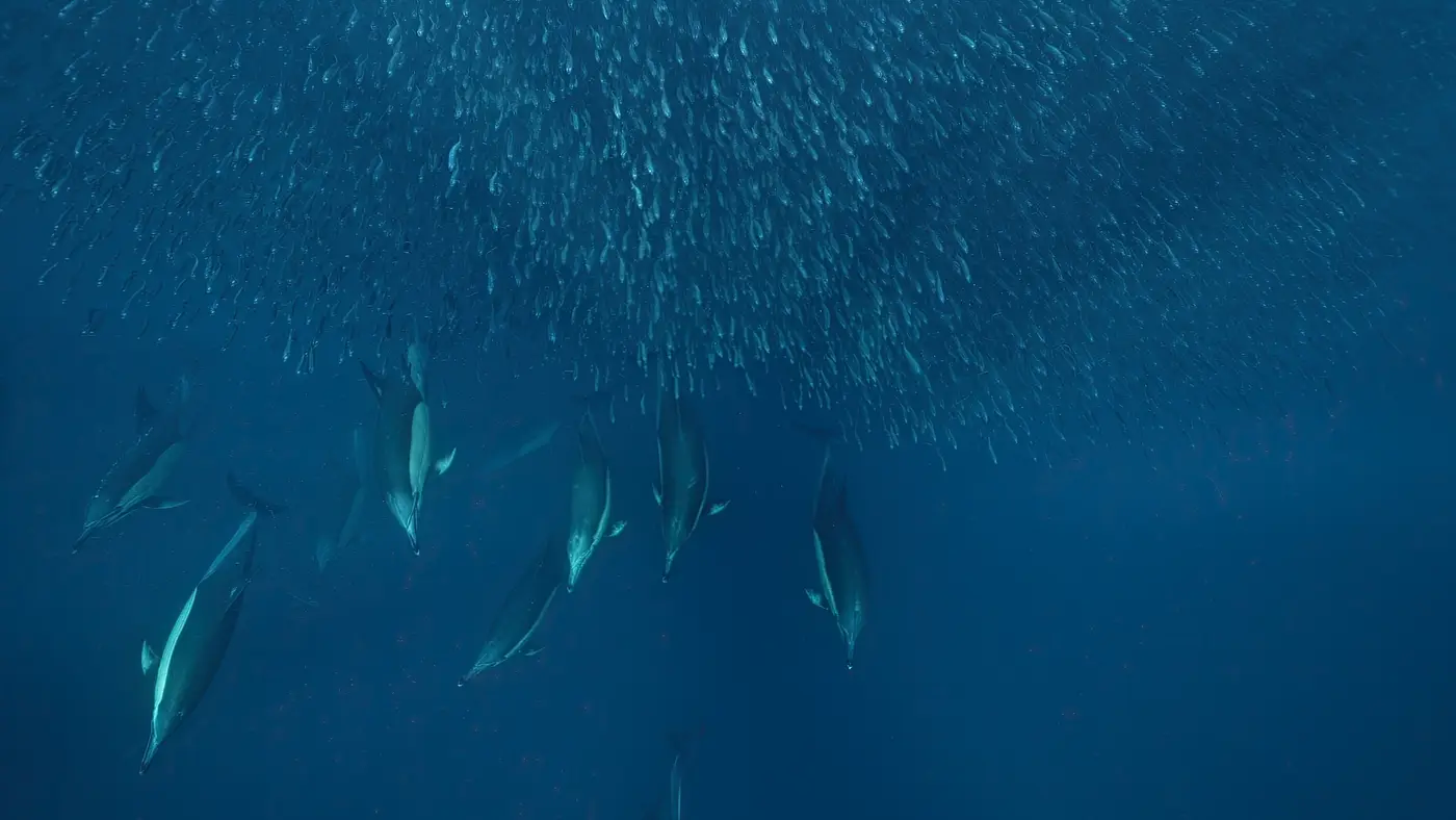Sardine Run in Wild Coast, South Africa